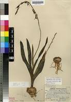 Image result for Dipcadi rigidifolium