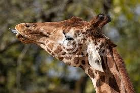 We did not find results for: Giraffe Side Profile Sticking Tongue Out Wildlife Reference Photos For Artists