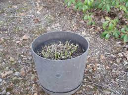 We did not find results for: How Hosta Plants Grow Photo Guide From Sprouts To Blooms Dengarden