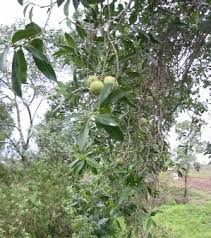 Image result for Warburgia ugandensis