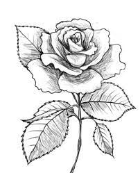 We would like to show you a description here but the site won't allow us. Sketsa Bunga Sketsa Tato Bunga Mawar