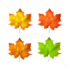 Imagine De Stoc Frunze De Arţar Toamnă Alb Copac Natură Frunze Autumn Art Leaves Vector Maple Leaf Tattoo