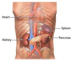 The pumped blood carries oxygen and nutrients to the body, while carrying metabolic waste such as carbon dioxide to the lungs. Is Your Heart Under Your Third Rib Citizens Of Humanity Scarlett Rib Henley Top Shopbop But Melanie Was Not Most Children Aiwon Ebi