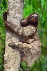 Animal Animals Beautiful Animals Cute Animals