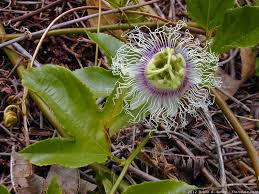 Image result for Passifloraceae