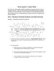 A human brain has 100.000 millions of neurons. Nervous System Pogil What Are The Essential Structures That Make Up A Neuron Cells Are Specialized For Different Functions In Multicellular Organisms Course Hero