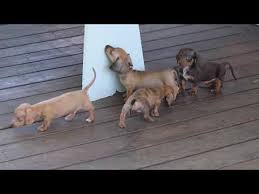 Dachshund puppies for sale in pa cheap. Miniature Dachshund Puppies For Sale In Pa 08 2021
