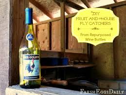 They like to lay their eggs on fruit anyways, i found on pinterest that you can do 50 / 50 of water and pine sol in a spray bottle and spray counters. Diy Chardonnay Mango Wine Bottle Fly Catcher Fresh Eggs Daily