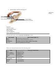 Label The Figure With The Matching Term Course Hero