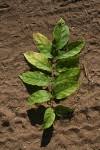 Image result for Fernandoa abbreviata