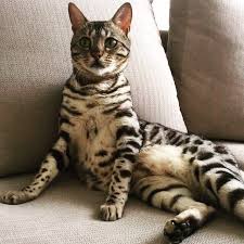 A domestic cat in wild wrapping. Pictures And Facts About Bengal Cats And Kittens