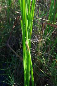 Image result for Eleocharis mutata