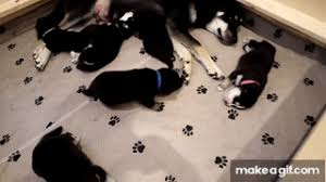 Getting them used to this gear, as well as the sensory and social experience of walking, is usually a process of trial and error. How Far Can I Walk My 8 12 Week Old Puppy