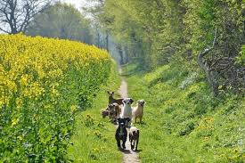 Feldwege Urlaub Mit Hund Hunde Blickdicht