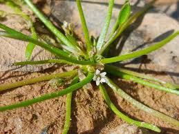 Image result for Limosella