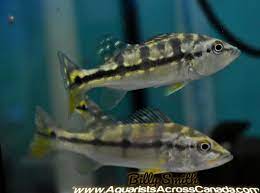 Peacock Bass Azul Cichla Piquiti 2 Aquarists Across Canada