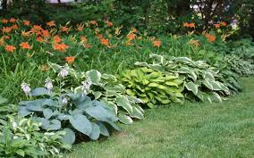 High Street Market Lilies Hostas Daylily Garden Day Lilies Lily Garden