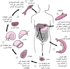 داء الب لهارس ي ات حالات الع دوى دليل msd الإرشادي إصدار الم ستخد م
