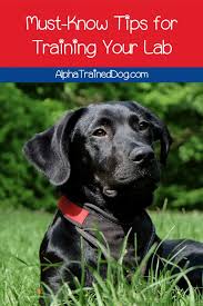 Since using brain training for dogs my dogs are more excited to learn. 10 Lab Puppy Training Tips Alpha Trained Dog