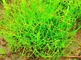 Image result for Eleocharis minuta