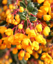 Image result for Berberis darwinii