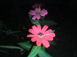 Bunga pukul empat menutup daun di sore hari. Bunga Matahari Di Malam Hari Steemit