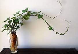 It 39 S Time To Earn That Green Thumb And Get Healthy Doing It Sweet Potato Plant Vine Sweet Potato Plant Growing Plants Indoors