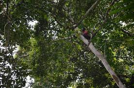 Image result for Caloncoba crepiniana