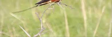 Image result for Tricliceras mossambicense