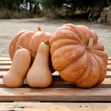 Image result for Cucurbitaceae