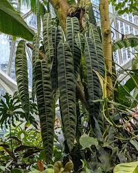 Image result for Droogmansia