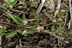 Image result for Alternanthera sessilis