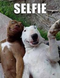 Animal memes are roaming all over the grassy plains of the internet. Funny Animal Memes Clean Archives Unkleaboki Diary