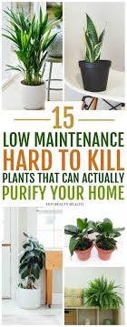 15 Air Purifying Plants You Need In Your Home Hot Beauty Health Low Maintenance Indoor Plants Best Air Purifying Plants Plants