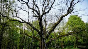 1.930 me gusta · 42 personas están hablando de esto · 7.283 personas estuvieron aquí. Miliony Na Zagospodarowanie Terenu Wokol Najslynniejszego Polskiego Drzewa