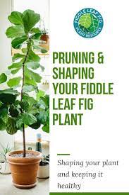 Pin By At Lane And High Home Decor On G R E E N T H U M B In 2021 Fig Plant Fiddle Leaf Fig Care Fiddle Leaf Fig