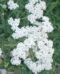 White flowering shrubs for shade. California Plants That Like Part Shade