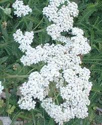 Hydrangeas have huge blooms that last for many weeks and. California Plants That Like Part Shade