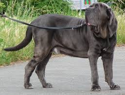 Er ist dort als arbeitshund sehr bekannt und beliebt und wird sozusagen als nationalhund angesehen. Mastino Napoletano Wikipedia