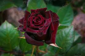 Macro di fantastici bordaux rose in giardino - foto d'archivio 818743 |  Crushpixel