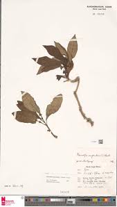 Image result for Rauvolfia mombasiana