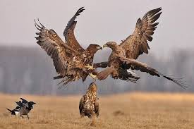 Eagle Birds Of Prey Animals White Tailed Eagles Fighting Pet Birds Birds Of Prey Animals