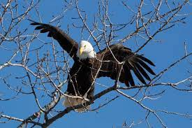 In general, an eagle is any bird of prey more powerful than a buteo. 1oppapae0lx6qm