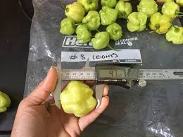 Read customer reviews & find best sellers. Aji Dulce Worldcrops