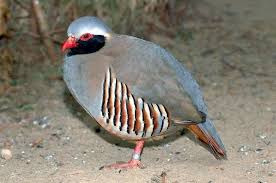 Bird With No Feathers On Neck Philby S Partridge Alectoris Philbyi No Ring Collar Around The Front Neck Chest With Images Partridge Partridge Bird Birds