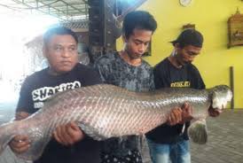 We did not find results for: Suhu Jombang Capai 42 Derajat Seekor Ikan Arapaima Mati Republika Online