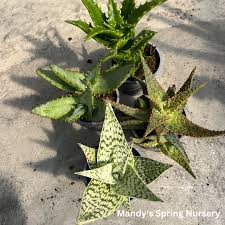 Image result for Aloe barendii