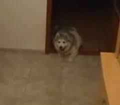 Fat boi what did u just say?. Fat Doggo On Coub