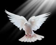 Freddie Morrison Obituary