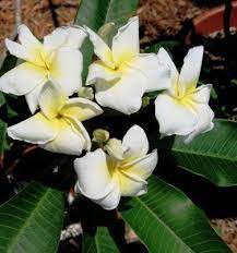 Plumeria Seeds Flower Pot Design Flower Pots Plumeria